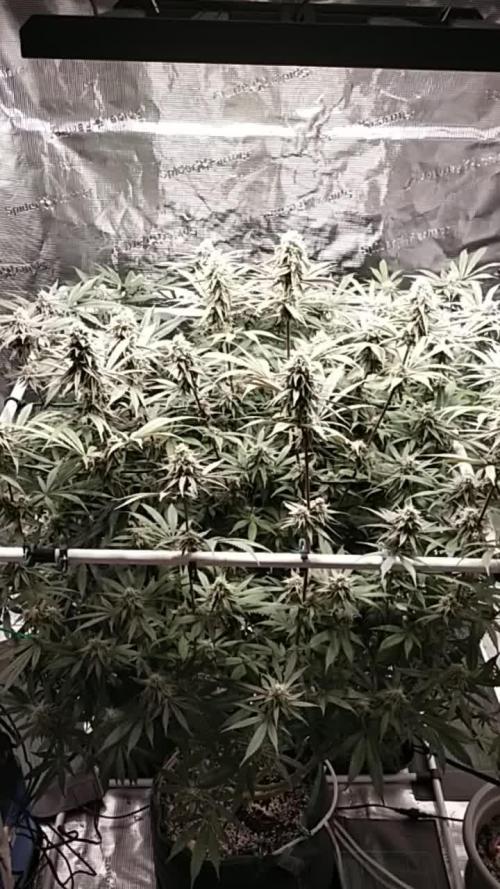 Bruce Banner