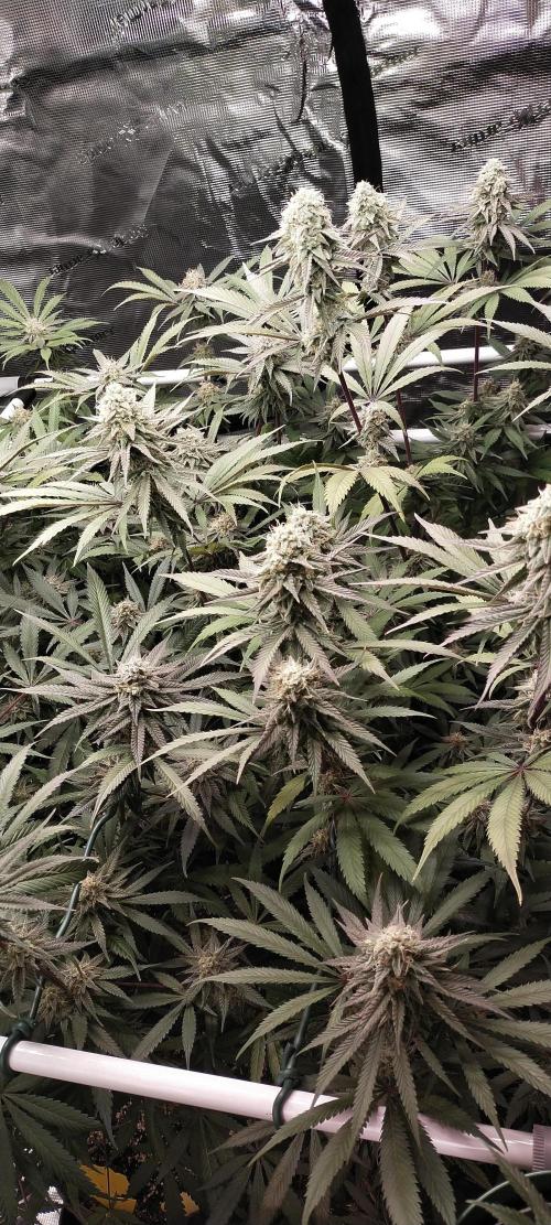 Bruce Banner. Week 14