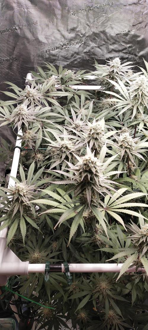 Bruce Banner. Week 14
