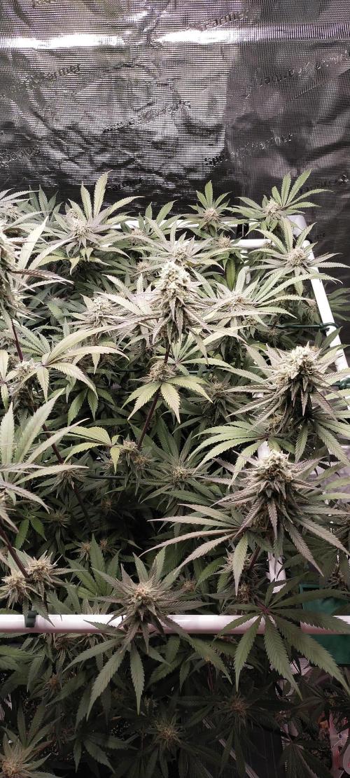 Bruce Banner. Week 14
