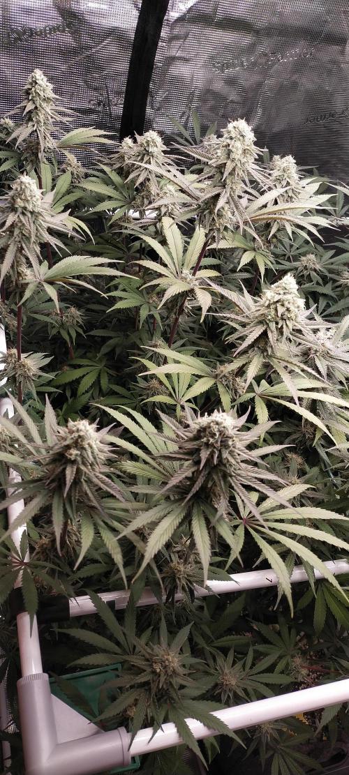Bruce Banner. Week 14