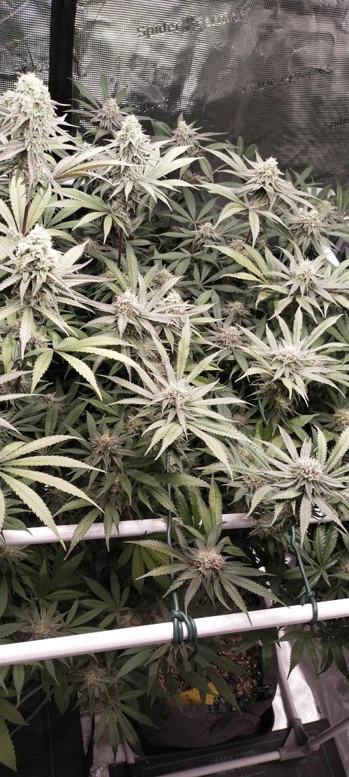 Bruce Banner. Week 14