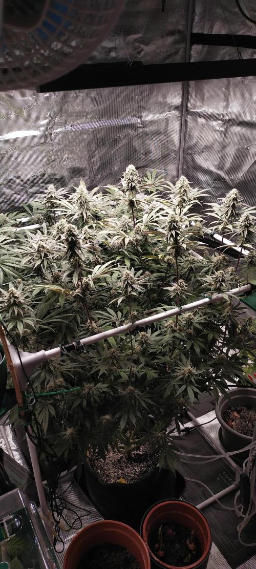 Bruce Banner. Week 14