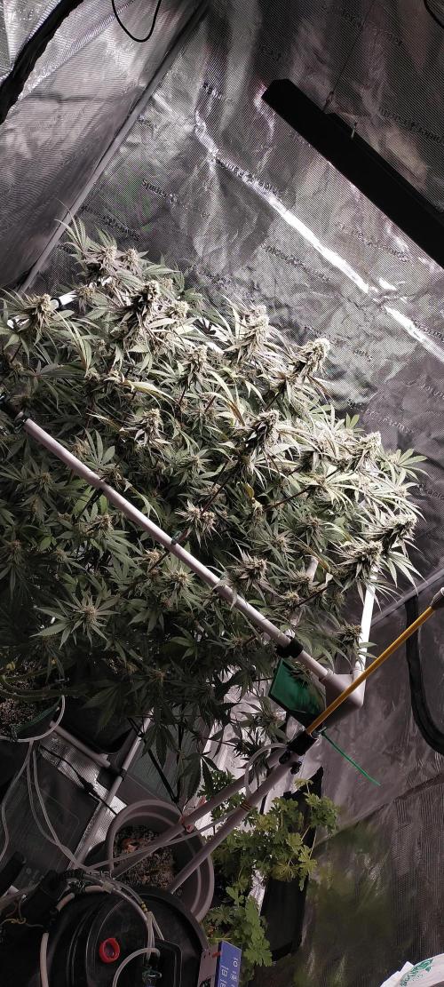 Bruce Banner. Week 14
