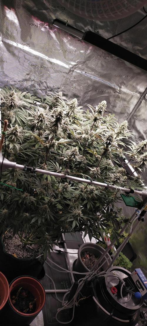 Bruce Banner. Week 14