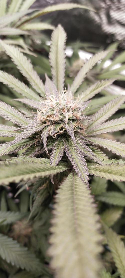 Bruce Banner. Week 14