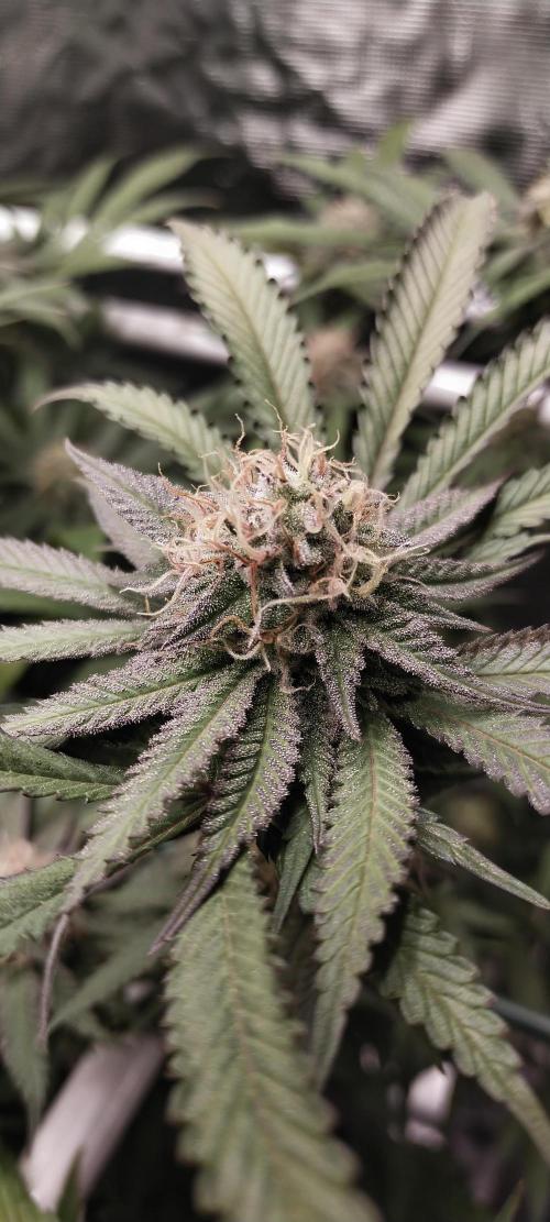 Bruce Banner. Week 14