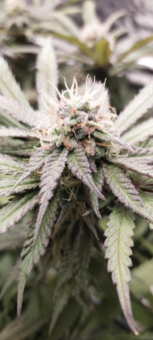 Bruce Banner. Week 14
