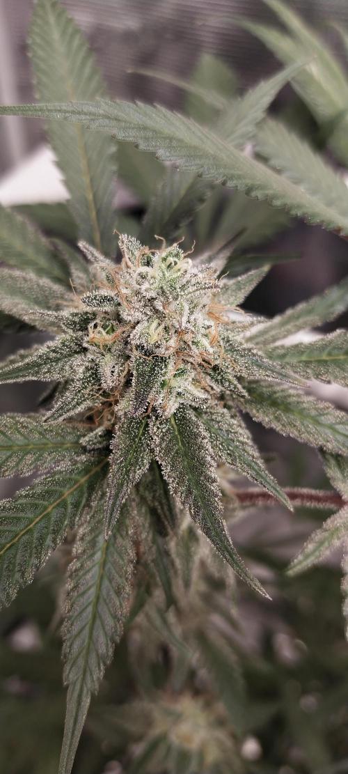 Bruce Banner. Week 14