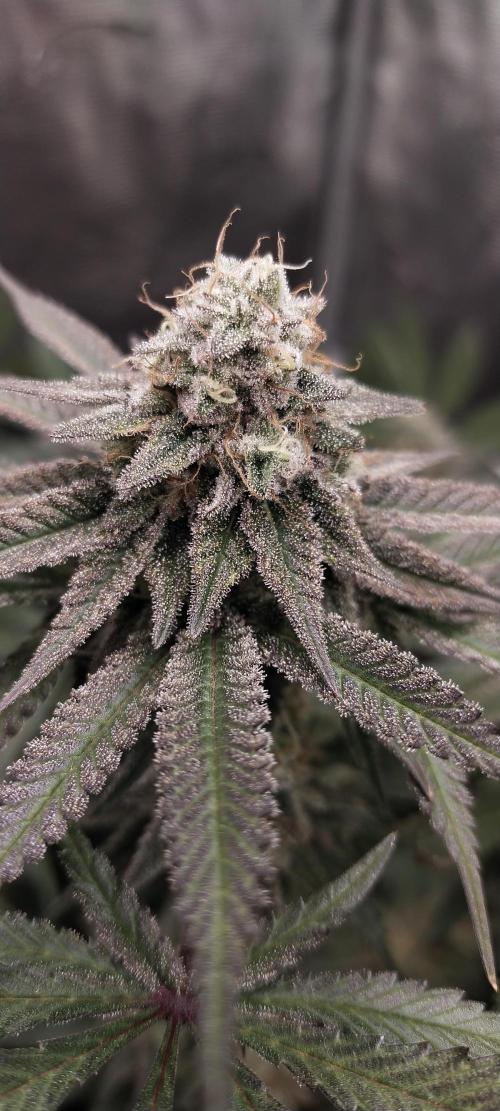 Bruce Banner. Week 14