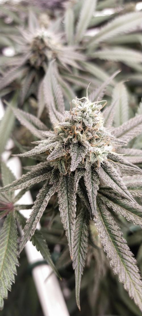 Bruce Banner. Week 14