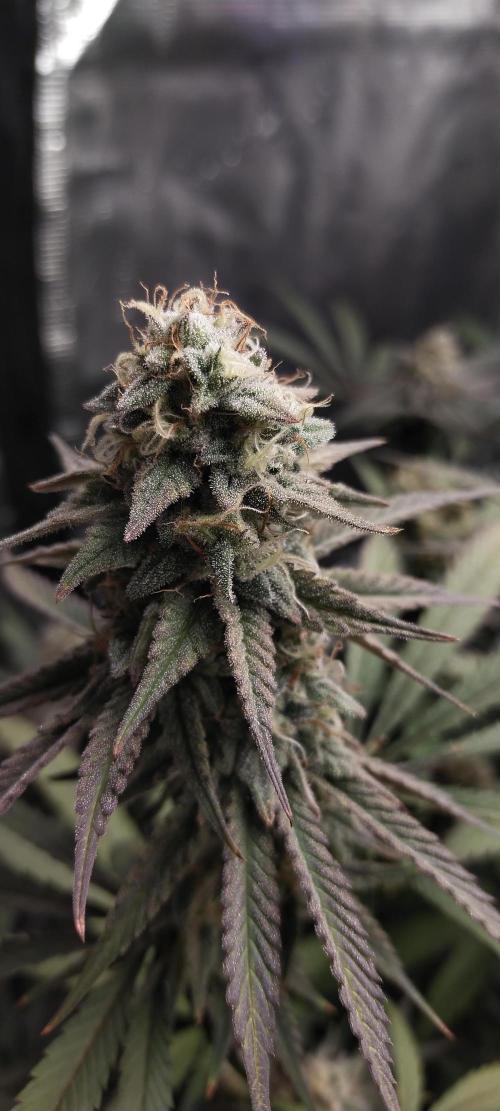 Bruce Banner. Week 14