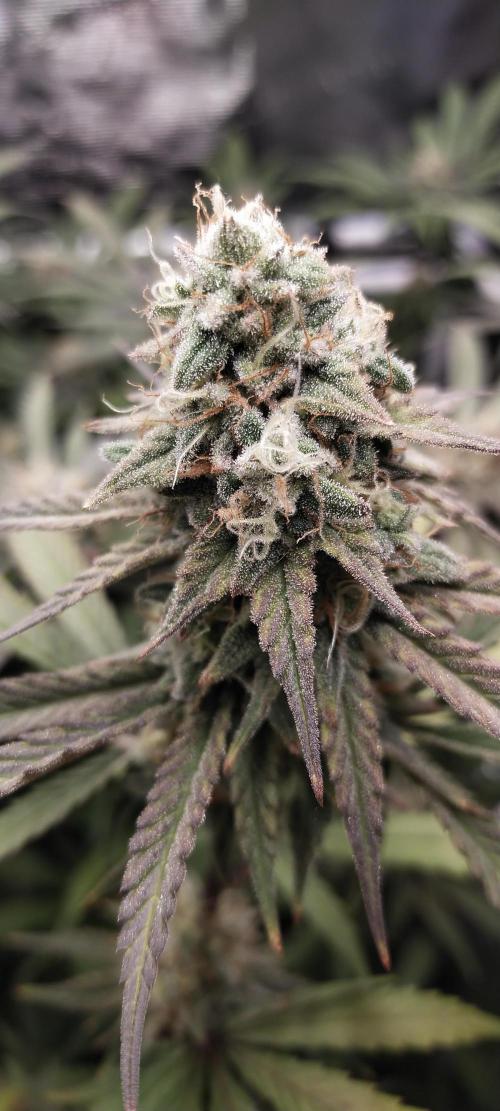 Bruce Banner. Week 14