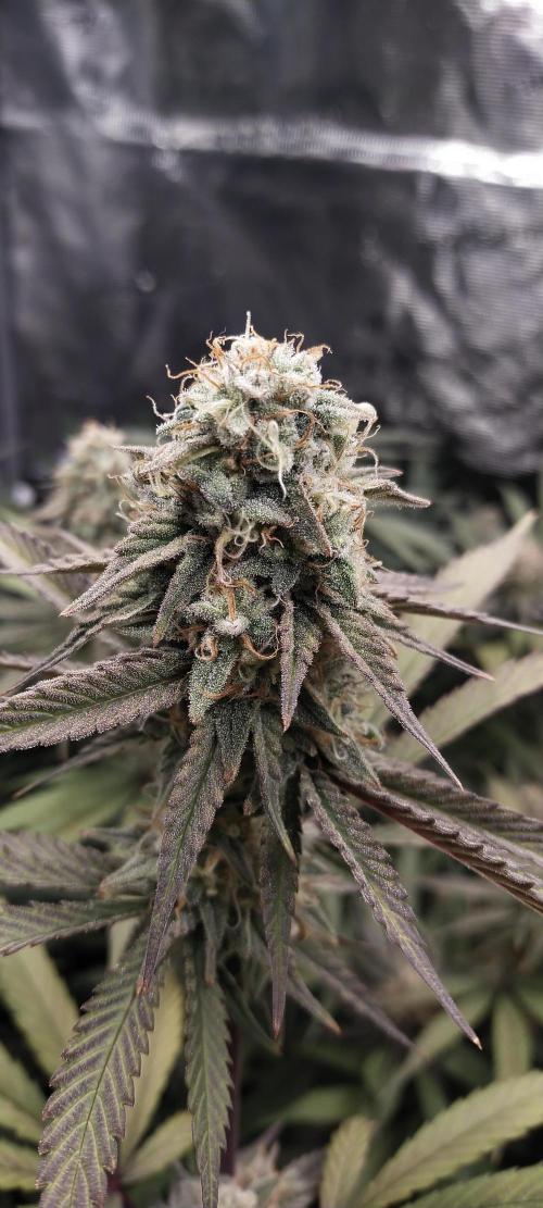 Bruce Banner. Week 14
