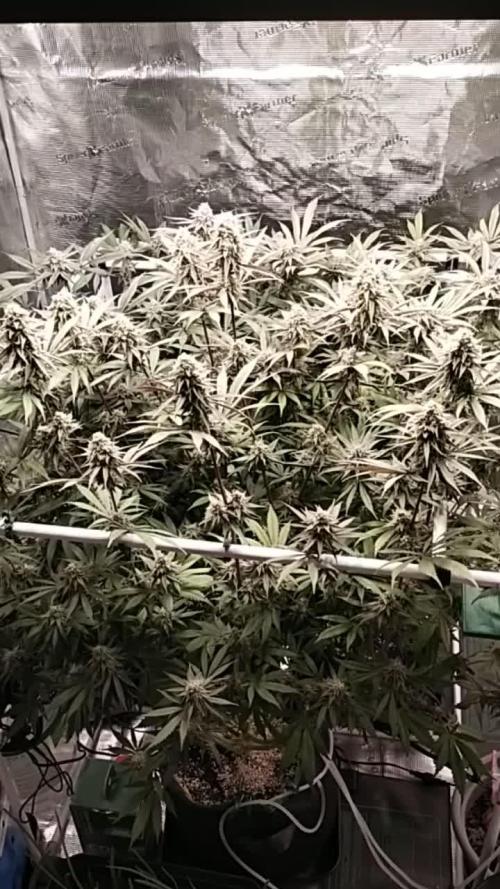 Bruce Banner