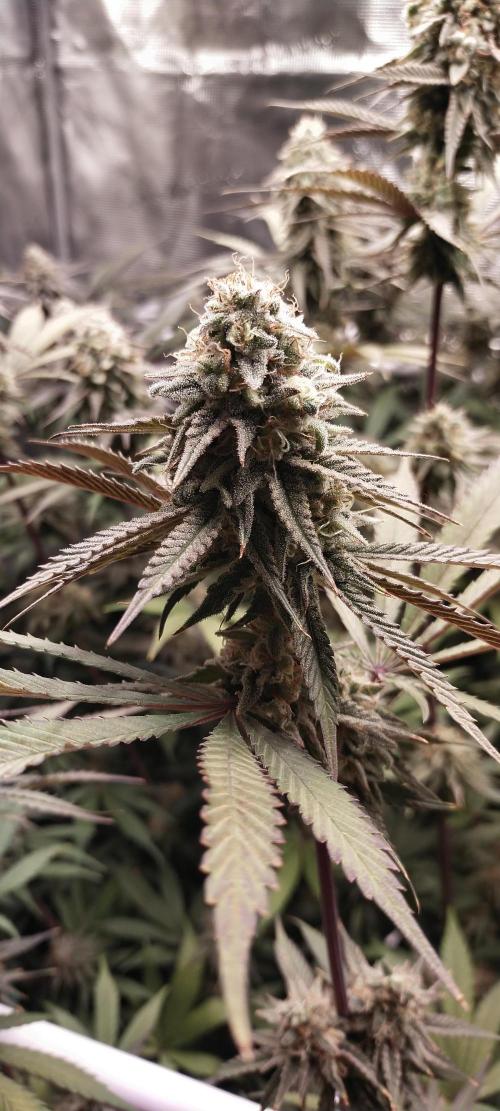 Bruce Banner. Week 15