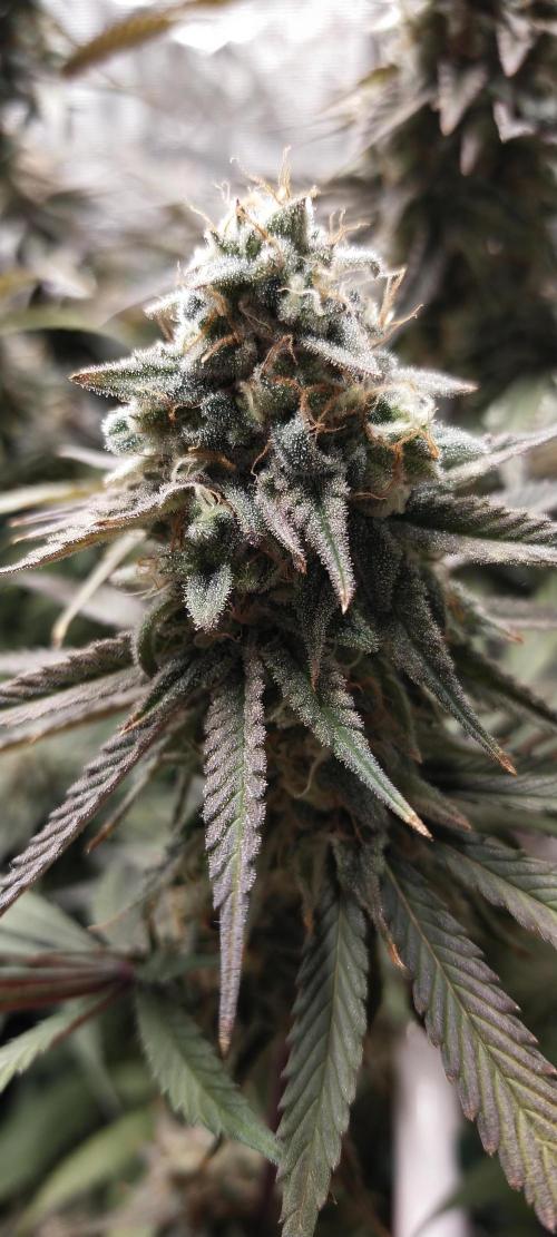 Bruce Banner. Week 15