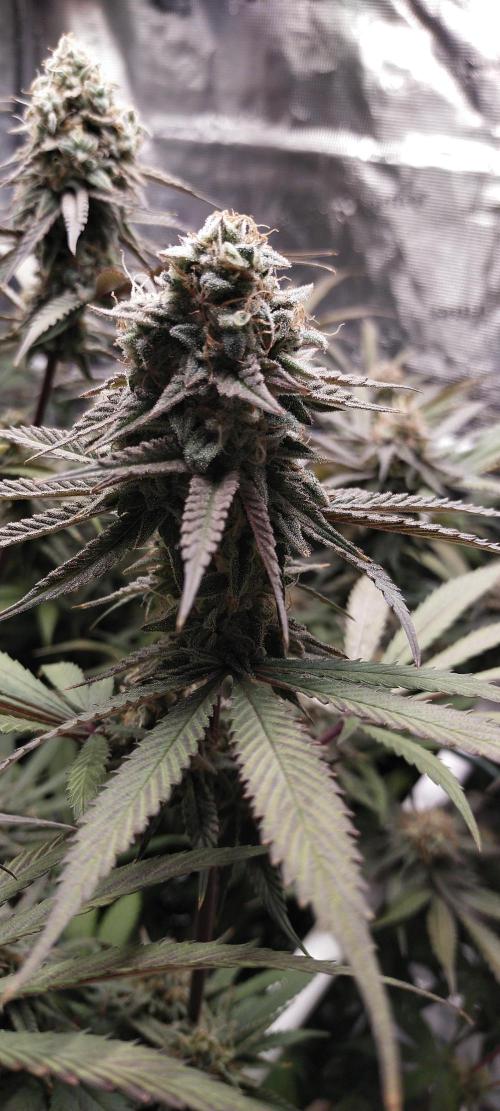 Bruce Banner. Week 15