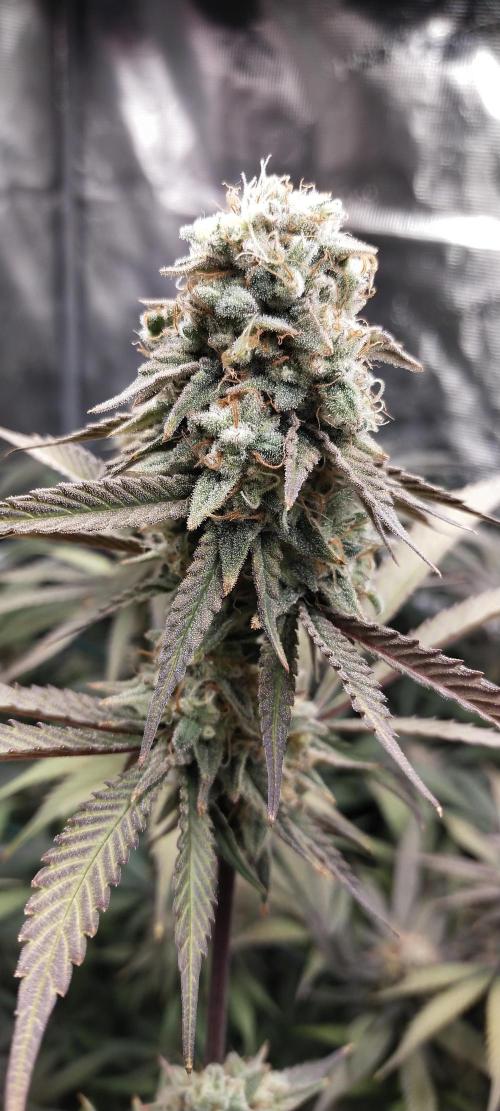 Bruce Banner. Week 15