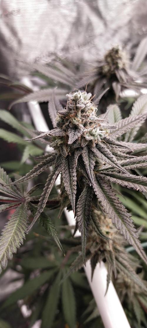 Bruce Banner. Week 15