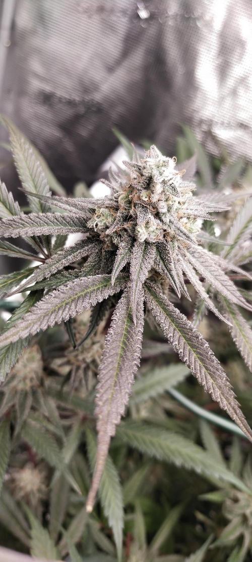 Bruce Banner. Week 15