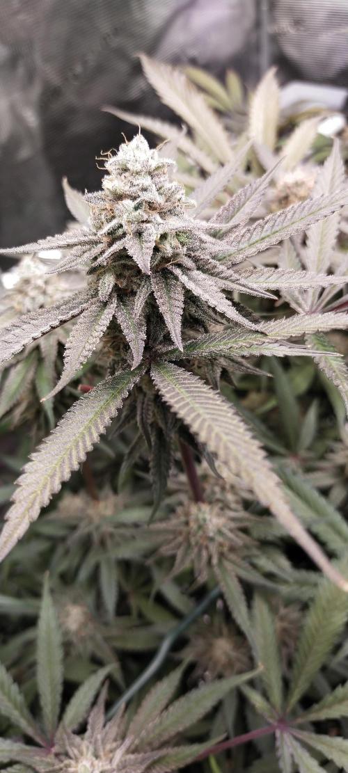 Bruce Banner. Week 15