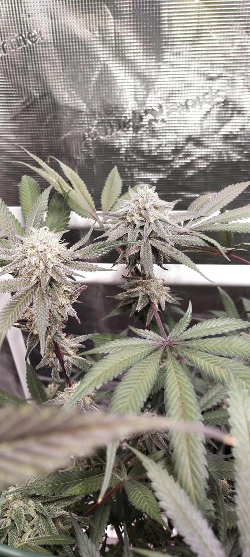 Bruce Banner. Week 15