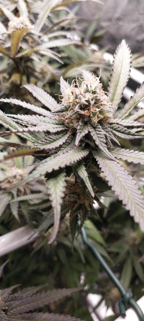 Bruce Banner. Week 15
