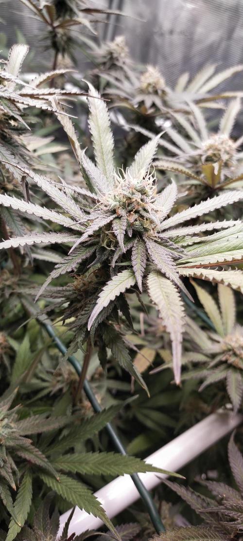 Bruce Banner. Week 15