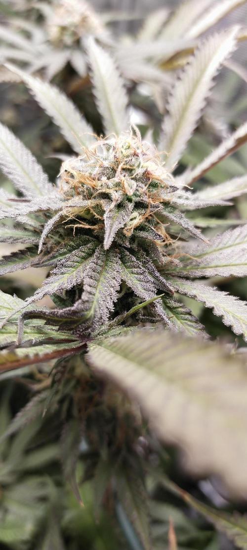Bruce Banner. Week 15