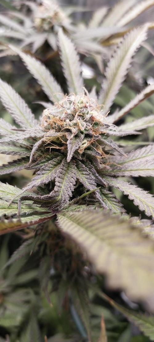 Bruce Banner. Week 15