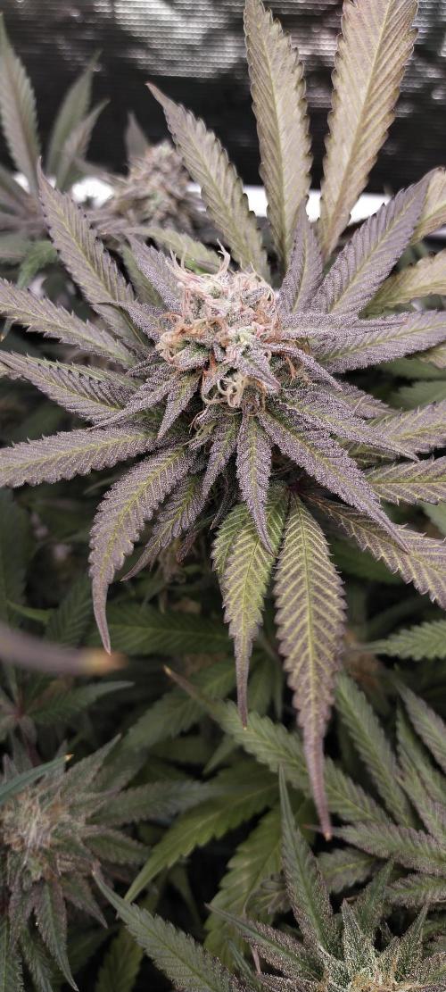 Bruce Banner. Week 15