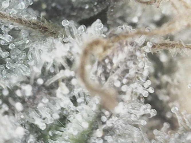 Bruce Banner. Week 15