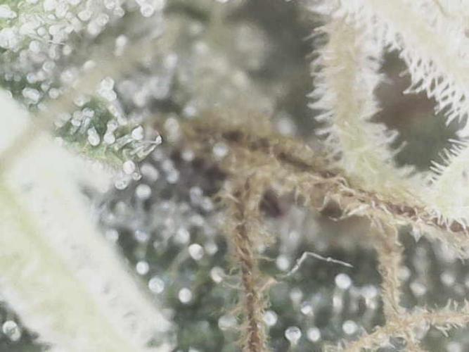 Bruce Banner. Week 15