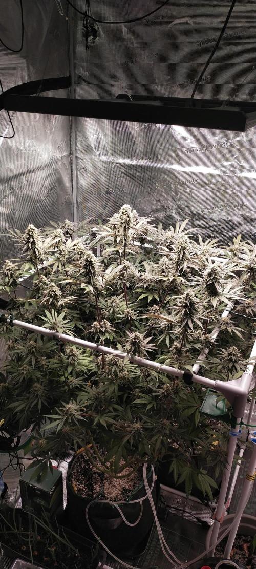 Bruce Banner. Week 15