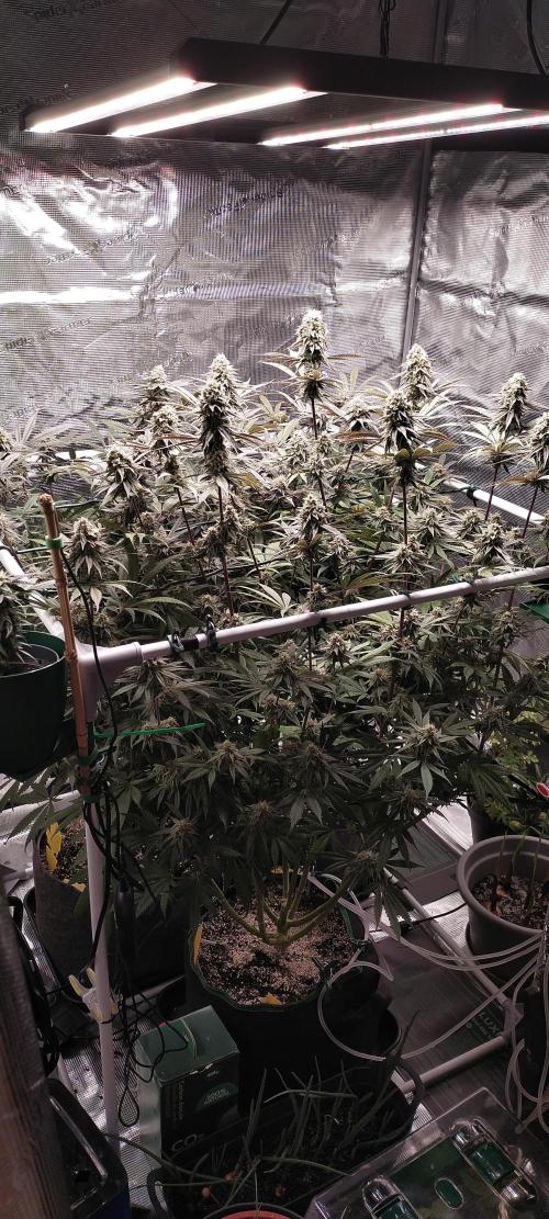 Bruce Banner. Week 15