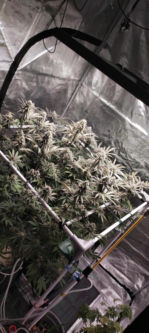 Bruce Banner. Week 15