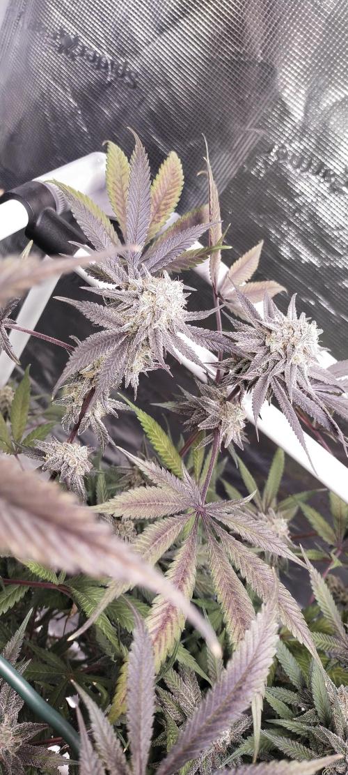 Bruce Banner. Week 16