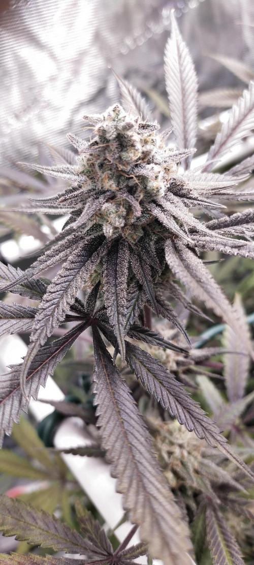 Bruce Banner. Week 16