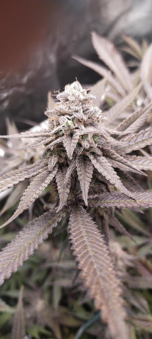 Bruce Banner. Week 16