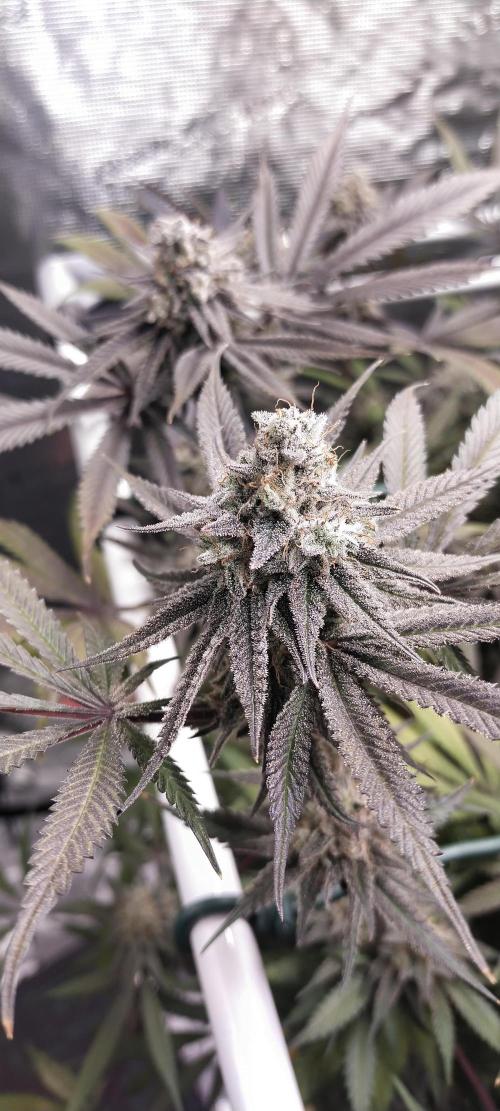 Bruce Banner. Week 16