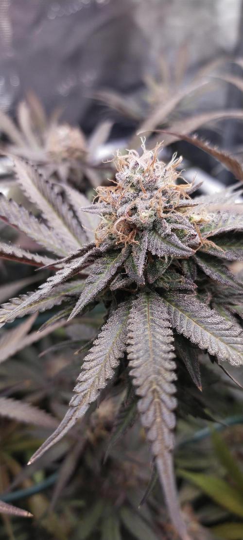 Bruce Banner. Week 16
