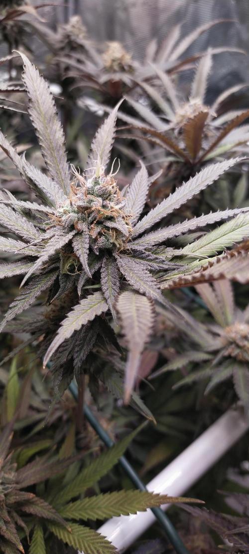 Bruce Banner. Week 16