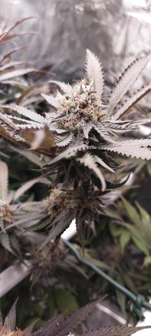 Bruce Banner. Week 16
