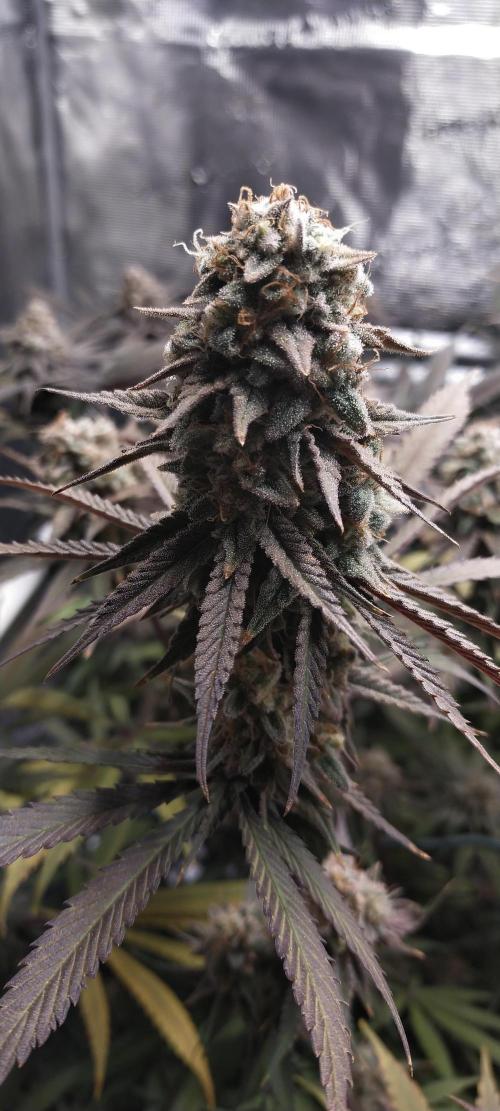 Bruce Banner. Week 16