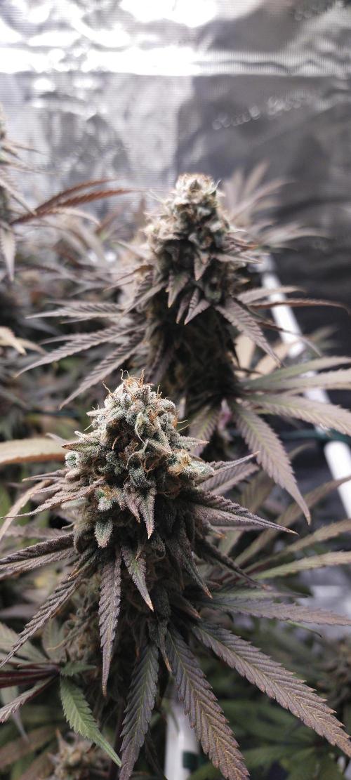 Bruce Banner. Week 16