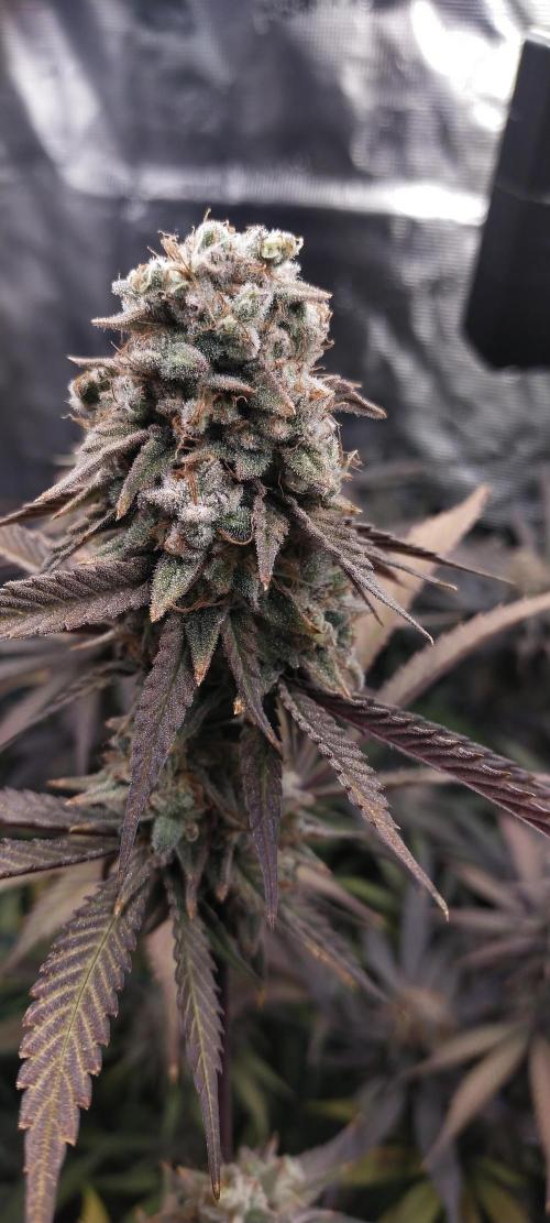 Bruce Banner. Week 16