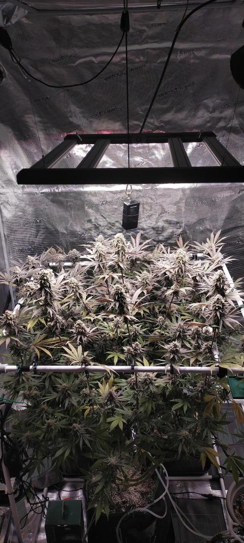 Bruce Banner. Week 16