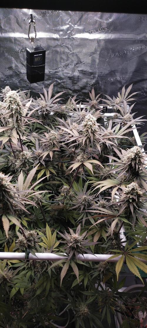 Bruce Banner. Week 16