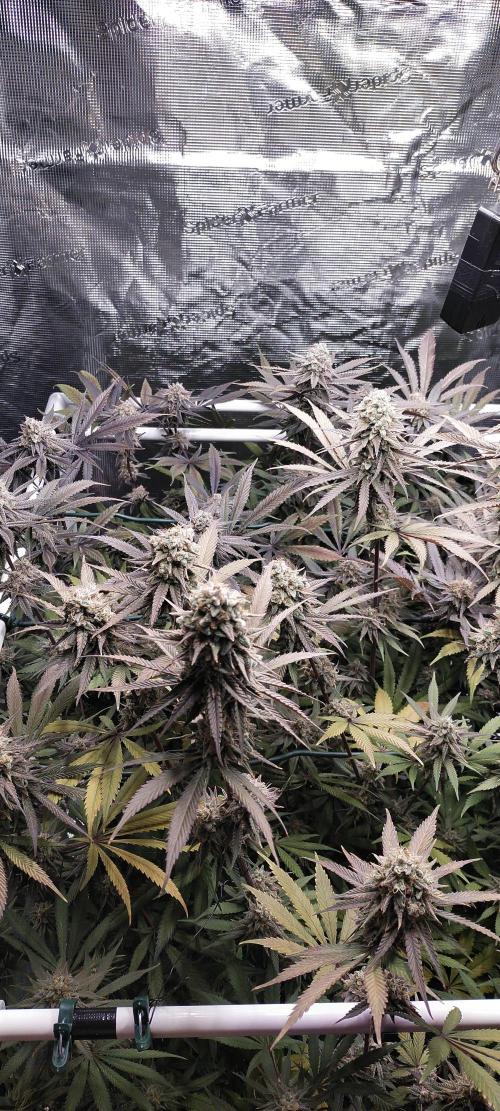 Bruce Banner. Week 16